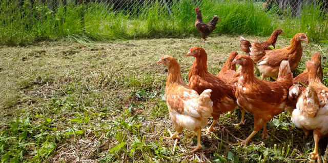 Выбор фермерской птицы для покупки
