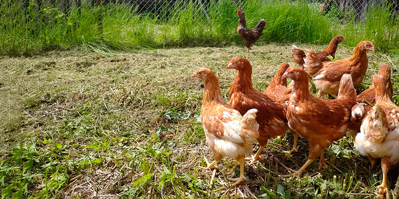 Фермерское мясо птицы и яйцо - Хороший Вкус 2022